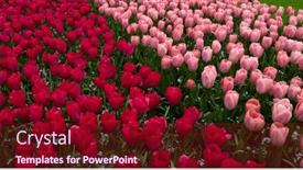  Presentation with colorful flower - 