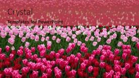  Presentation with colorful flower - 