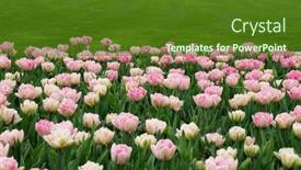  Presentation with colorful flower - 