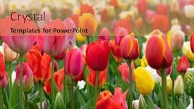  Presentation with colorful flower - 