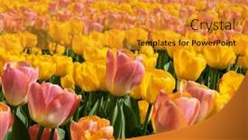  Presentation with colorful flower - 