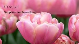  Presentation with colorful flower - Slides having tulips-flower-blooming and a coral colored foreground