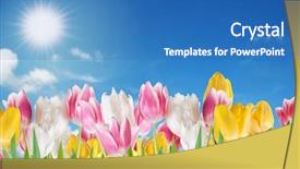 Presentation with tulips - Audience pleasing PPT layouts consisting of tulips flowers on a sky background spring background backdrop and a teal colored foreground