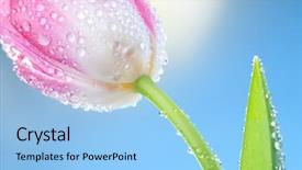  Presentation with blue tulip - Cool new presentation theme with tulips flowers on blue sky backdrop and a  colored foreground