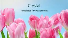  Presentation with blue tulip - Presentation enhanced with tulips flowers on blue sky background and a light blue colored foreground