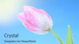  Presentation with blue tulip - Cool new PPT theme with tulips flowers on blue sky backdrop and a  colored foreground