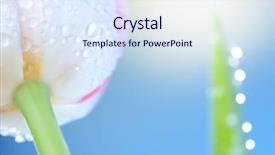  Presentation with blue tulip - Audience pleasing theme consisting of tulips flowers on blue sky backdrop and a sky blue colored foreground