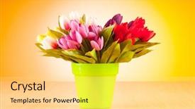  Presentation with tulips - Cool new theme with tulips flowers on gradient background backdrop and a  colored foreground