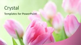  Presentation with tulip - Presentation theme having tulips flowers over white background background and a soft green colored foreground