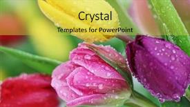  Presentation with tulips - Colorful theme enhanced with picasso - famous park guell in barcelona backdrop and a coral colored foreground