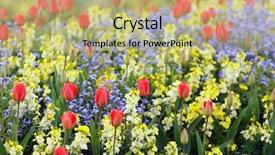  Presentation with forget - Slide deck featuring tulips forget-me-not background and a mint green colored foreground