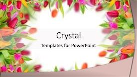  Presentation with free hardship - Amazing presentation design having tulips frame with free space backdrop and a sky blue colored foreground