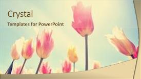  Presentation with vintage floral frames - Presentation theme featuring tulips framed in a wide background and a cream colored foreground