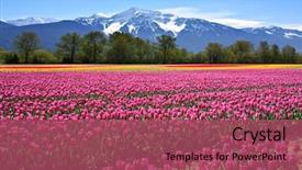  Presentation with british columbia canada - Presentation theme with tulips in british columbia background and a violet colored foreground
