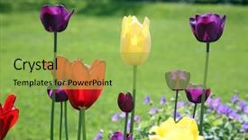  Presentation with bloom - Presentation design enhanced with close up superb - tulips in full bloom background and a yellow colored foreground