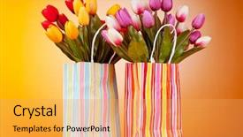  Presentation with tulips - Cool new PPT layouts with tulips in the bag against gradient background backdrop and a yellow colored foreground