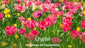  Presentation with tulips - Audience pleasing presentation theme consisting of tulips in the spring garden backdrop and a tawny brown colored foreground