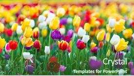  Presentation with holi festival of colors - Slide set enhanced with tulips of all colors focus background and a forest green colored foreground
