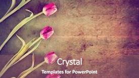  Presentation with mother board - Presentation theme having tulips on a wooden board good for mother's day easter valentine's day or other holidays symbolizing love toned with a retro vintage instagram filter background and a coral colored foreground