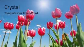  Presentation with tulips - Presentation theme having tulips on blue sky composition of nature background and a teal colored foreground