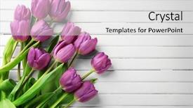  Presentation with tulips - Cool new slide set with tulips on light wooden background backdrop and a white colored foreground