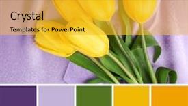  Presentation with yellow color - Theme enhanced with tulips on lilac fabric background background and a gold colored foreground