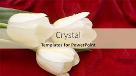  Presentation with tulips - Amazing presentation theme having tulips-on-red-velvet backdrop and a lemonade colored foreground