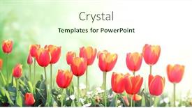  Presentation with red banner - Colorful slide set enhanced with tulips-on-sunny-beautiful-nature backdrop and a cream colored foreground