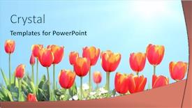  Presentation with blue tulip - PPT theme having tulips-on-sunny-beautiful-nature background and a cool aqua colored foreground