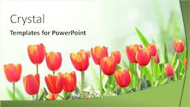  Presentation with red banner - Amazing presentation theme having tulips-on-sunny-beautiful-nature backdrop and a cream colored foreground