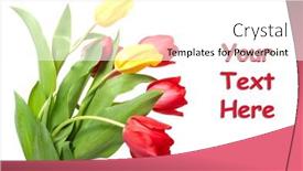  Presentation with tulips - 