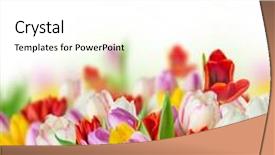 Presentation with blurred flowers - PPT theme consisting of tulips over blurred green background bouquet of spring easter flowers background and a white colored foreground
