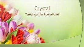  Presentation with blurred flowers - Audience pleasing presentation theme consisting of tulips over blurred green background bouquet of spring easter flowers backdrop and a cream colored foreground