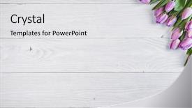 Presentation with tulips - Audience pleasing slide set consisting of tulips over shabby white wooden backdrop and a white colored foreground