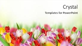  Presentation with tulip - Audience pleasing PPT theme consisting of tulips over white background bouquet backdrop and a cream colored foreground
