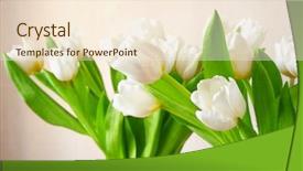  Presentation with tulips butterflies - Colorful presentation theme enhanced with tulips selective focus on nearest backdrop and a  colored foreground