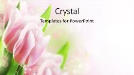  Presentation with tulips - PPT layouts enhanced with high angle view of a beautiful young woman receiving stone massage at health farm background and a light gray colored foreground