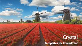  Presentation with tulip - Beautiful PPT theme featuring tulips windmill - blossoming tulip fields backdrop and a tawny brown colored foreground