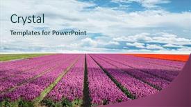  Presentation with sugarcane fields mountains landscape nature - PPT layouts having tulips windmill - blossoming tulip fields background and a sky blue colored foreground