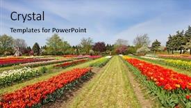  Presentation with windmill - Slide deck with tulips windmill - tulip flowers on the field background and a  colored foreground