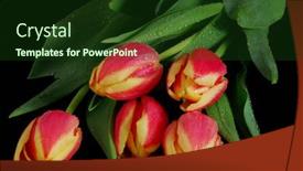  Presentation with dew - 