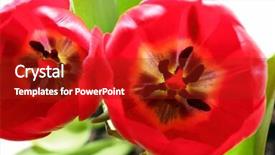  Presentation with private confidential document stamp red - Slide set enhanced with tulips with stamens and pistil background and a crimson colored foreground