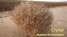  Presentation with weed - Beautiful presentation theme featuring tumble weed aka salsola saltwort backdrop and a tawny brown colored foreground