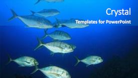  Presentation with fish tuna - Cool new slides with tuna and rainbow runner fish backdrop and a teal colored foreground