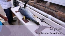  Presentation with maui - PPT layouts consisting of tuna caught in the water background and a light blue colored foreground