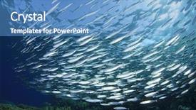  Presentation with fish tuna - Audience pleasing slide deck consisting of tuna fish - sardine school in the red backdrop and a teal colored foreground