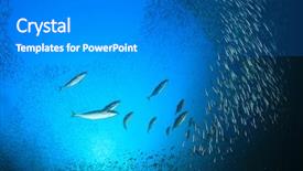  Presentation with tuna fish - Audience pleasing presentation design consisting of philippines environment - tuna fish hunting sardines underwater backdrop and a gray colored foreground