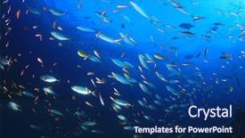  Presentation with sardines - Beautiful slide set featuring tuna fish hunting sardines backdrop and a navy blue colored foreground