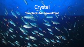  Presentation with sardines - Presentation design with tuna fish hunting sardines background and a cobalt blue colored foreground