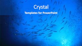  Presentation with sardines - PPT theme featuring tuna fish hunting sardines background and a gray colored foreground